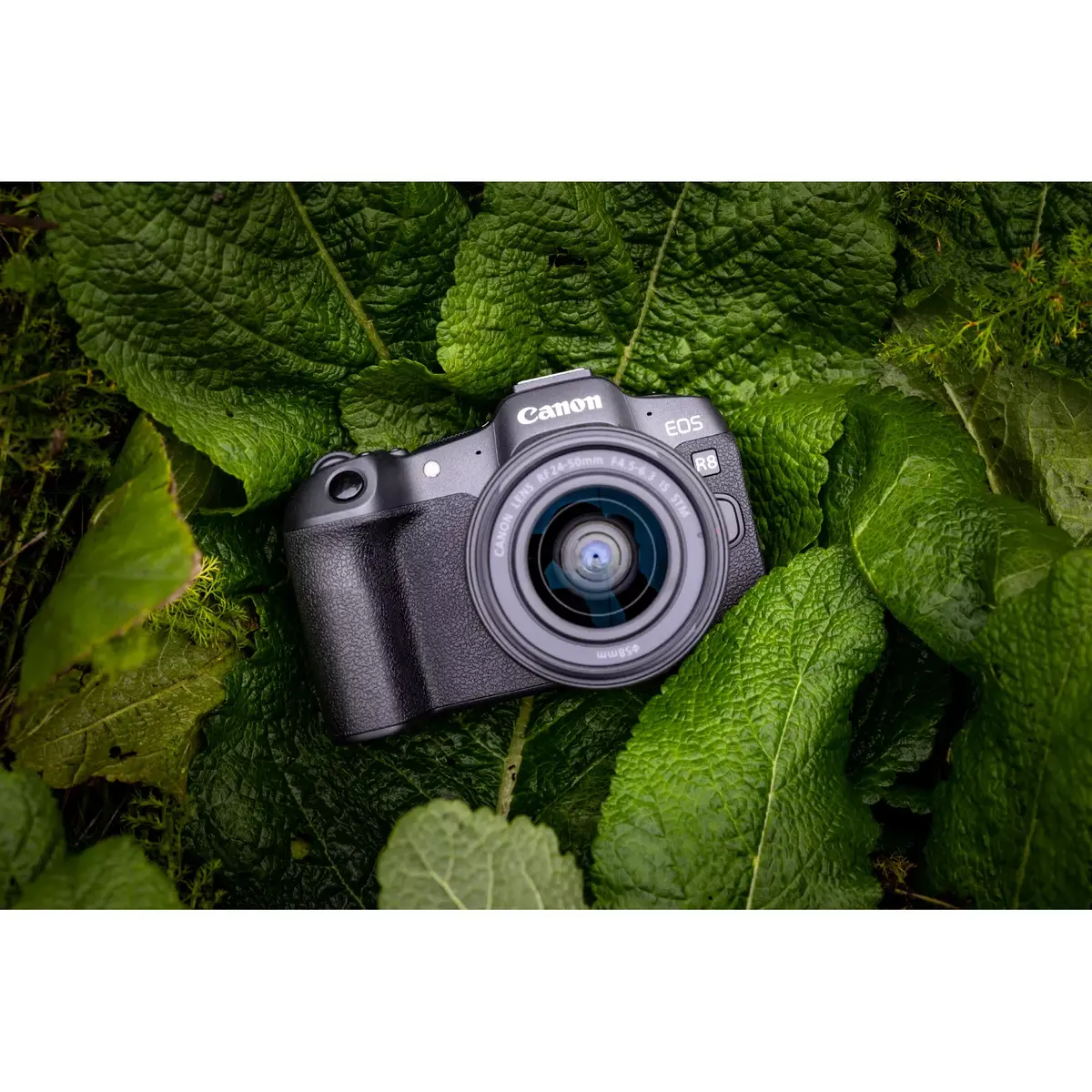 MILC Canon EOS R8 Photo 10