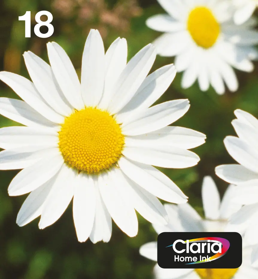 Epson Daisy 18 Claria Home Kārtridžu