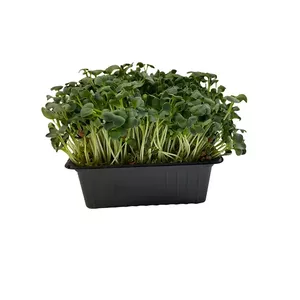 Mikrolapas redīsi Greenery 30 g — redīsu mikrolapas, iepakojums 30 g