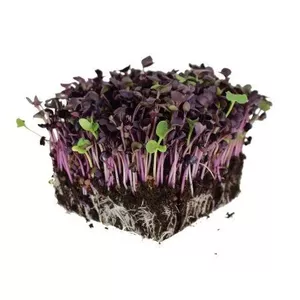 Mikrozāles redīšu Greenery 50 g — redīšu mikrozāles, iepakojums 50 g