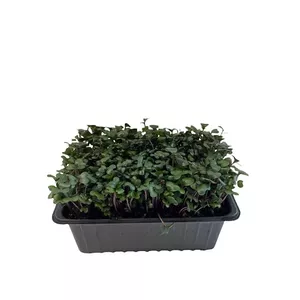 Microgreens Red Cabbage Greenery 50g - fresh salad microgreens, 50 g pack