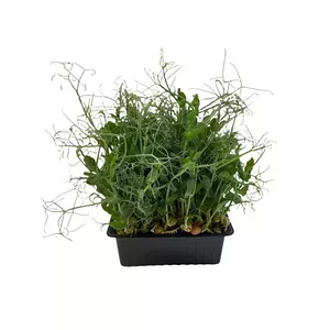 Mikrolapas Greenery zirņu 40 g — svaigas zirņu mikrozaļumus salātiem un garnējumiem