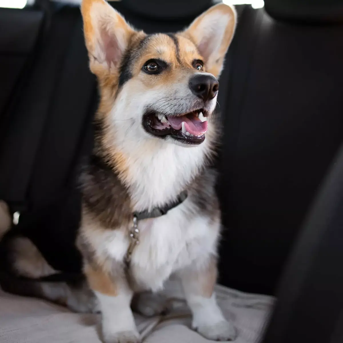 Dog car leash Springos PA0228 Photo 4