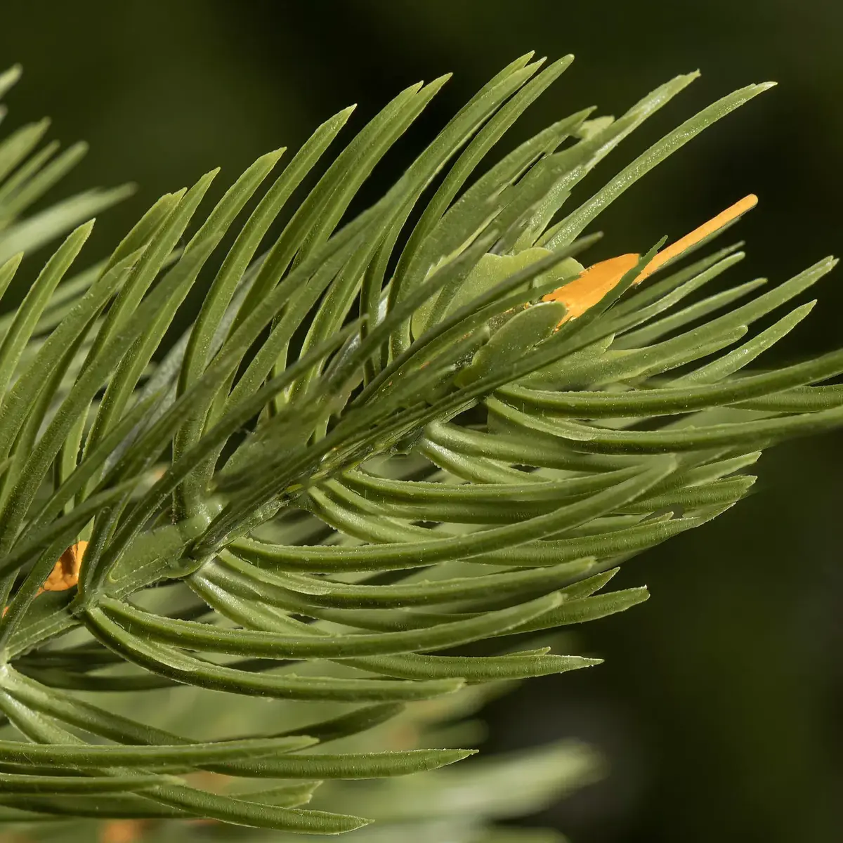 Artificial Christmas tree Springos CT0144 220 cm Photo 5