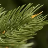 Artificial Christmas tree Springos CT0144 220 cm Photo 5