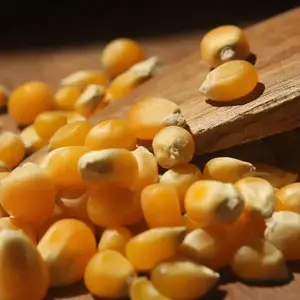 100% corn