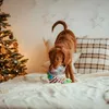 DINGO Teddy Bear Yoko — suņu rotaļlieta 36 cm Photo 7