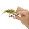 Springos CA0725 Poinsettia Christmas Ornament Photo 12