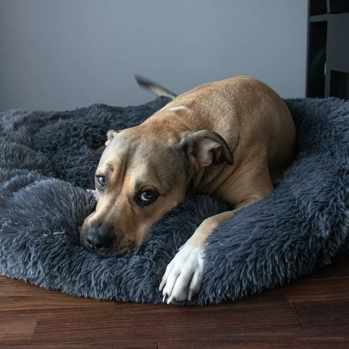 Pet bed Springos PA0150, 80 cm Photo 5
