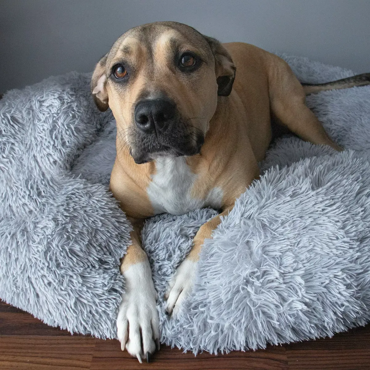 Pet bed Springos PA0127 100 cm Photo 3