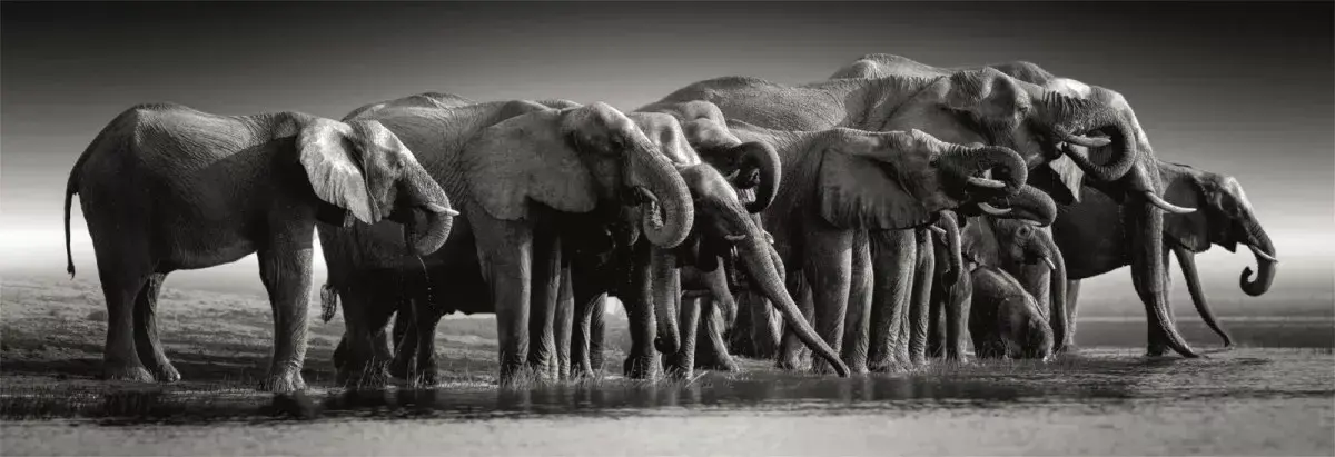 Пазл 1000 эл. Clementoni Panorama Herd of Giants Photo 2