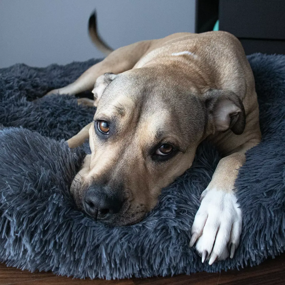 Pet bed Springos PA0151 90 cm Photo 9