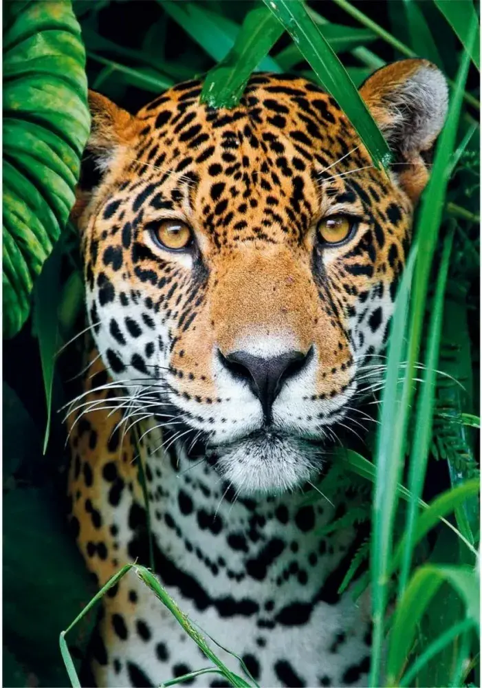 Clementoni puzle Jaguar in the Jungle — 500 gab. Photo 2