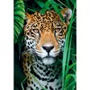 Clementoni puzle Jaguar in the Jungle — 500 gab. Photo 2