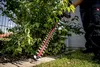 Metabo HS 18 LTX 65 Cordless Hedge Trimmer Photo 12