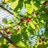 Springos AB0002 Anti-Bird Netting 8x20m Photo 2
