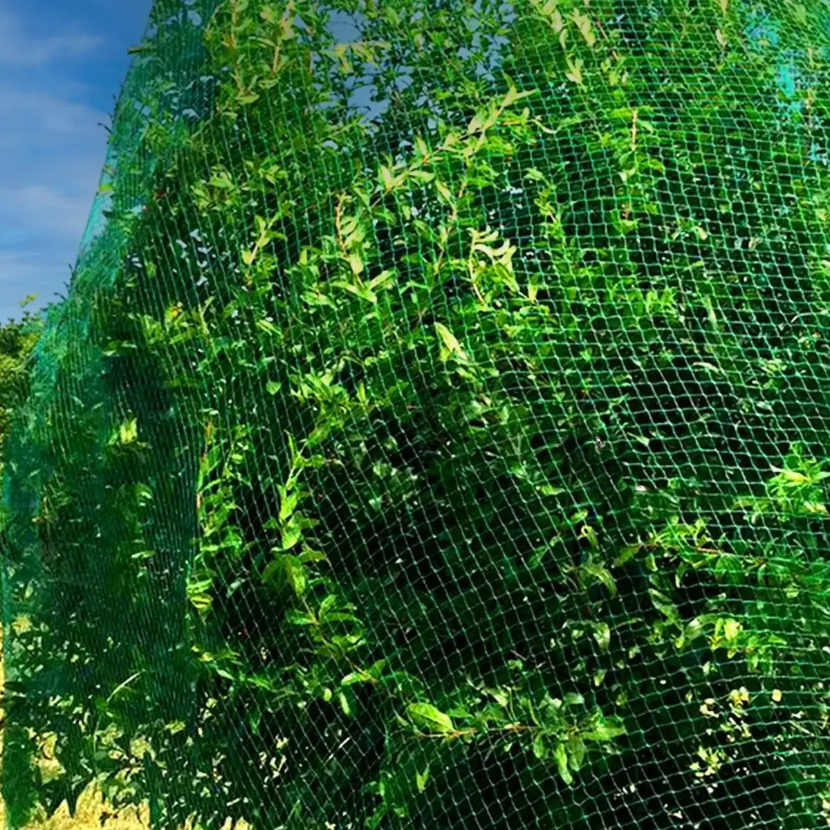 Springos AB0002 Anti-Bird Netting 8x20m Photo 6