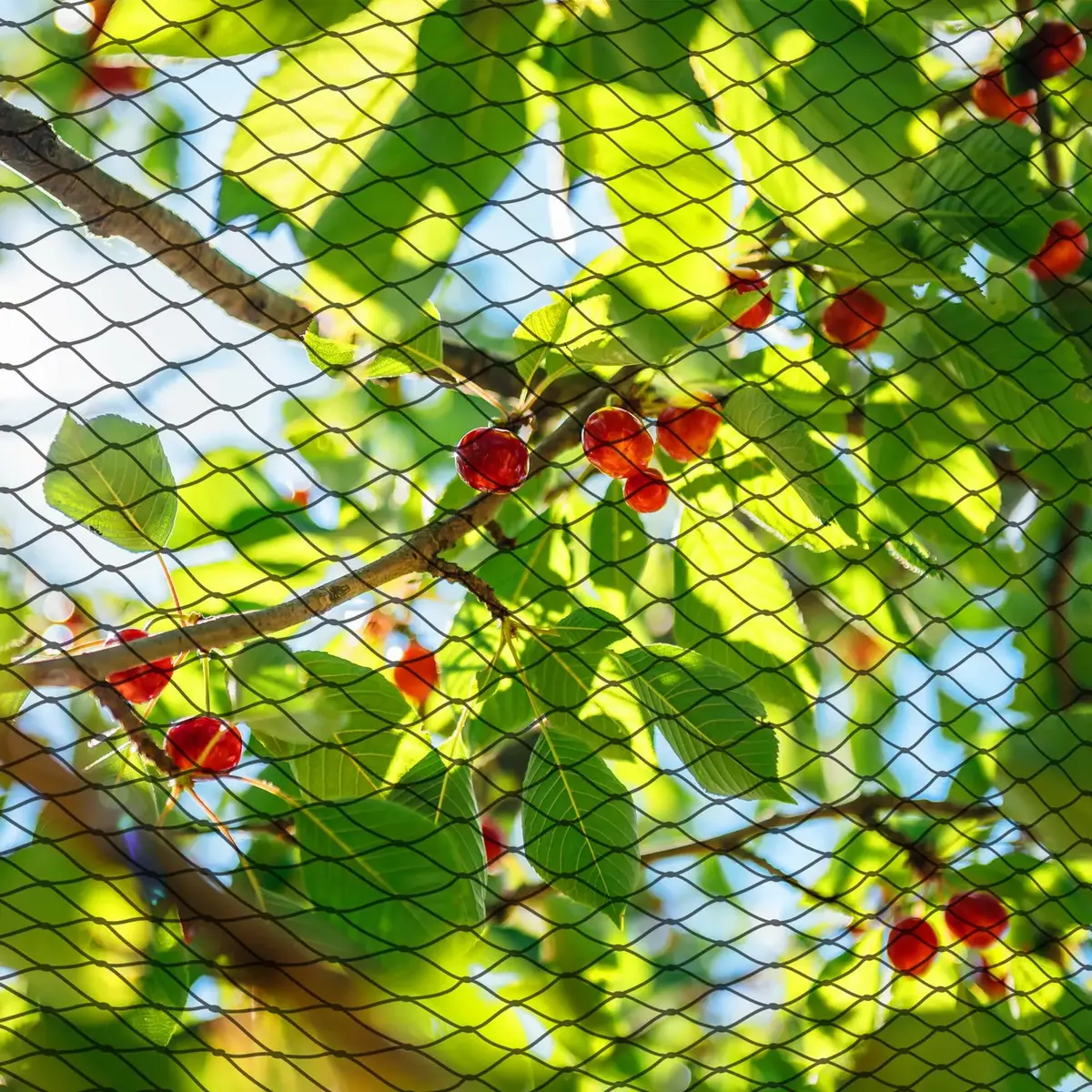 Springos AB0003 Anti-Bird Net 10x20m Photo 2