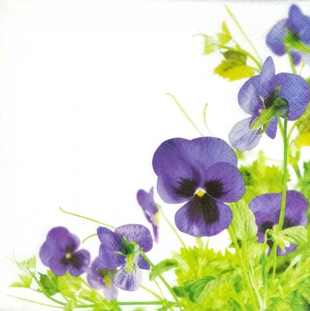 Papīra salvetes Paw Decor Collection PL11TL121900