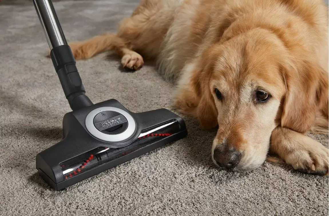 Vacuum Cleaner MIELE Complete C3 Cat & Dog Flex Photo 3