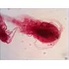 Предметный слайд Levenhuk N18 NG 150 мм Photo 2