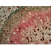 Предметный слайд Levenhuk N18 NG 150 мм Photo 7