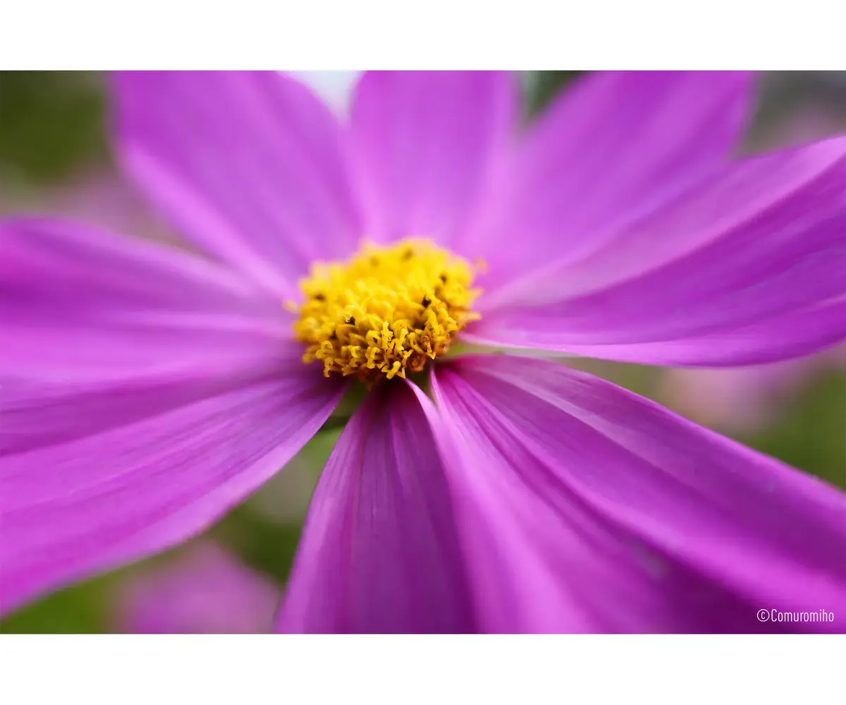 Объектив Panasonic Lumix S 28-200mm f/4-7.1 Macro O.I.S. Photo 15