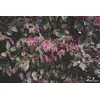 Объектив Panasonic Lumix S 26mm f/8 Pancake MF Photo 7
