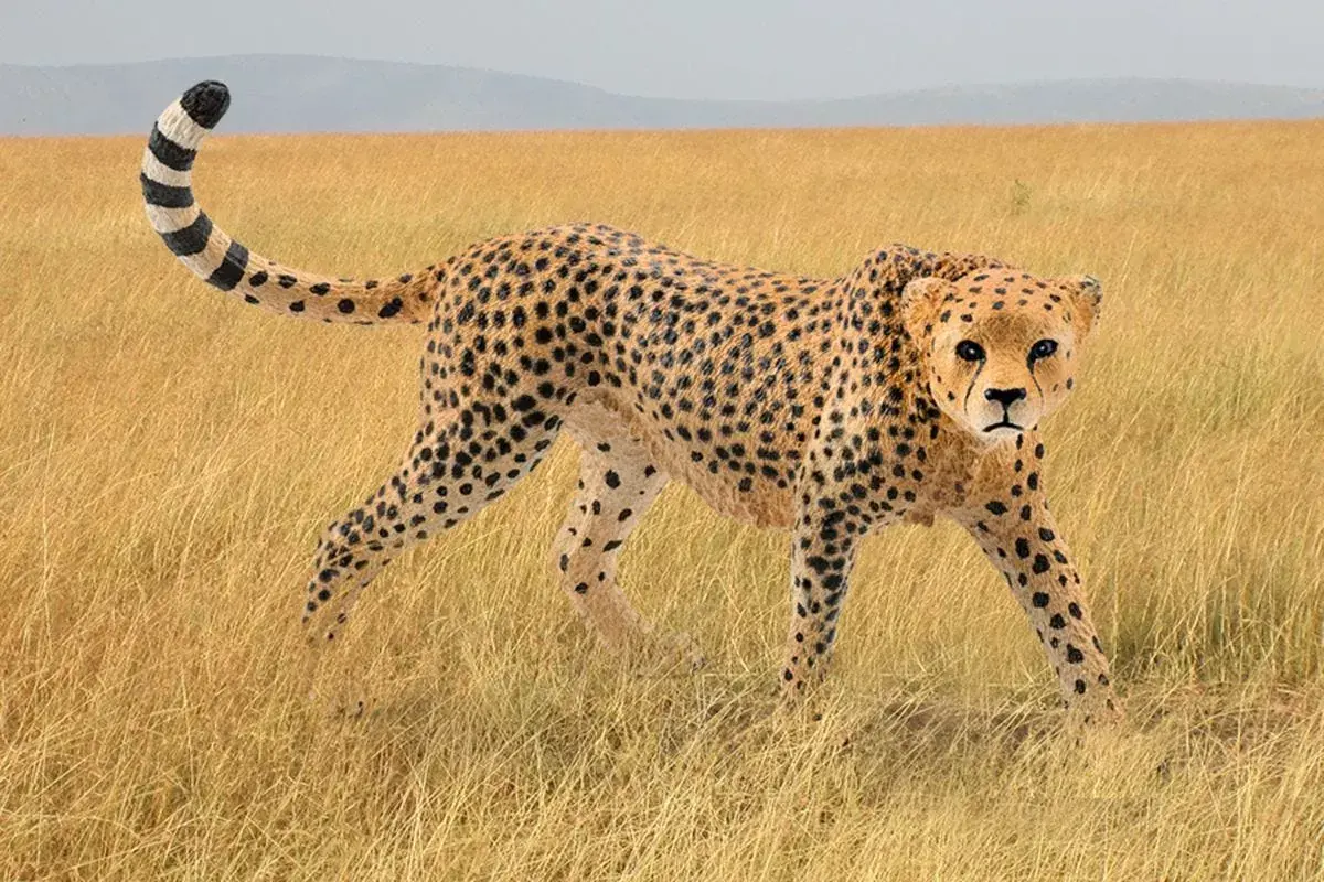 Schleich Wild Life Гепард Самка Photo 2