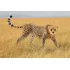 Schleich Wild Life Гепард Самка Photo 2