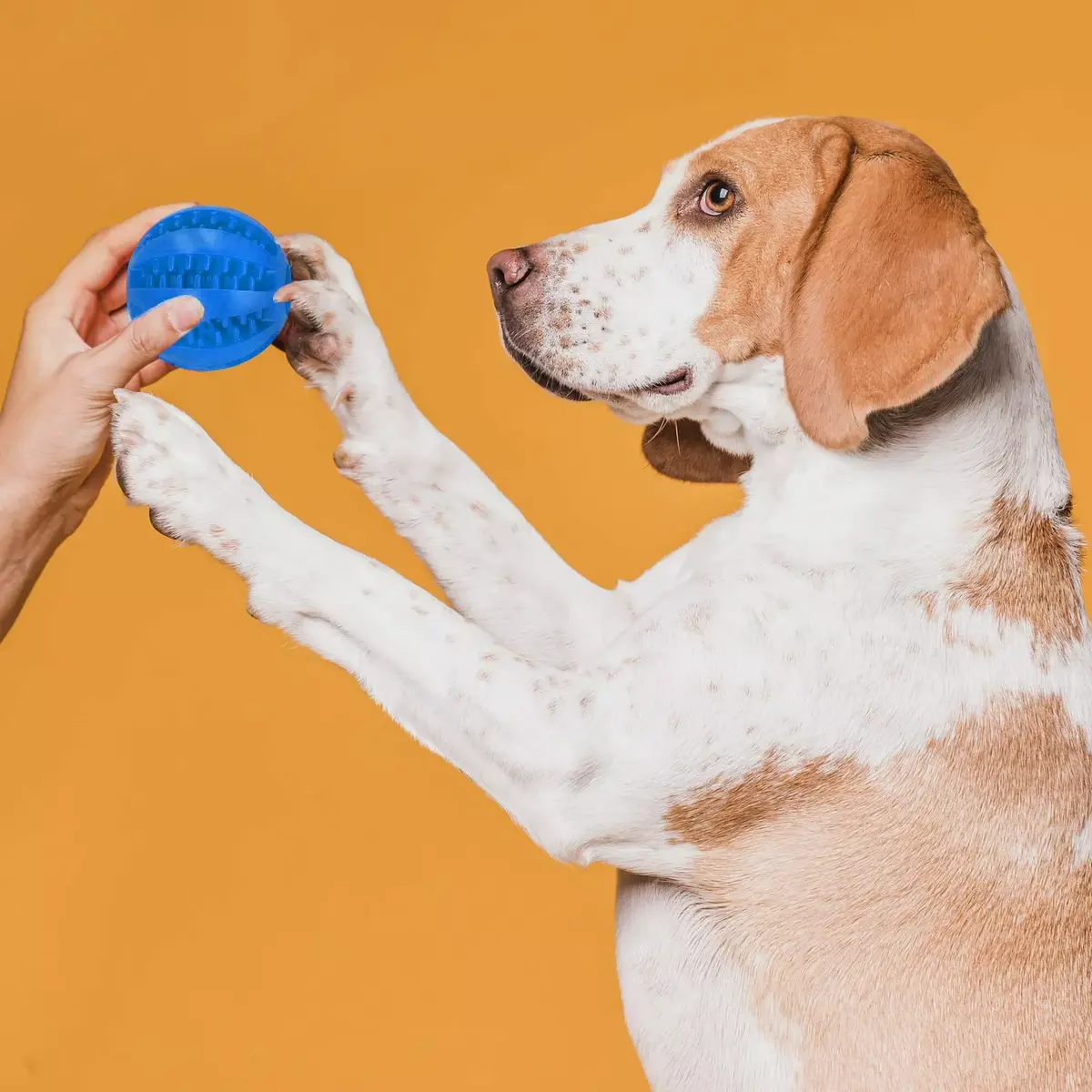 Dog chew toy Springos PA0290 Photo 8