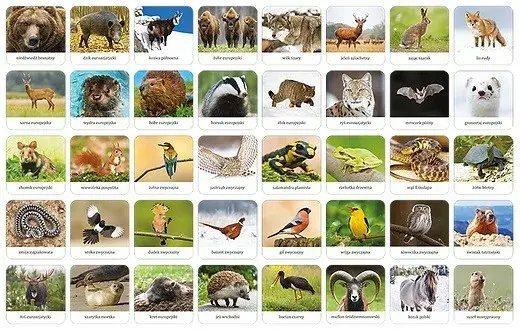 Adamigo Memory Game "Polish Fauna" Photo 2