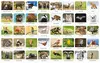 Adamigo Memory Game "Polish Fauna" Photo 2