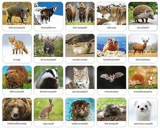 Adamigo Game Polish Mammals - Memory mini Photo 2