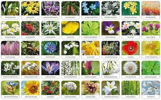 Adamigo Game Flora Polish memory Photo 2