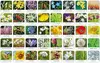 Adamigo Game Flora Polish memory Photo 2