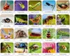 Adamigo Game Insects and spiders memory — bērnu atmiņas spēle Photo 2