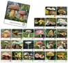 Adamigo Memory Game - Mushrooms of Poland Photo 2
