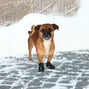 Protective Dog Boots Trixie Walker Active XS, 2 pcs — paw protection, outdoor use