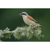 Телеобъектив Fujifilm XF500mmF5.6 R LM OIS WR Photo 11