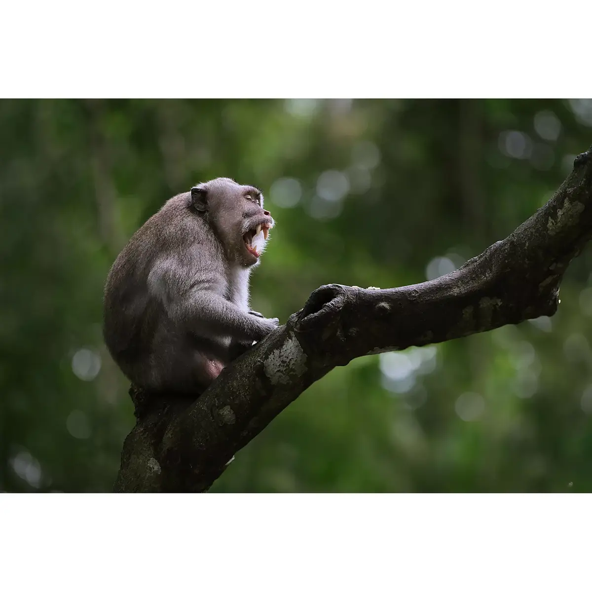 Телеобъектив Fujifilm XF500mmF5.6 R LM OIS WR Photo 12