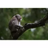 Телеобъектив Fujifilm XF500mmF5.6 R LM OIS WR Photo 12