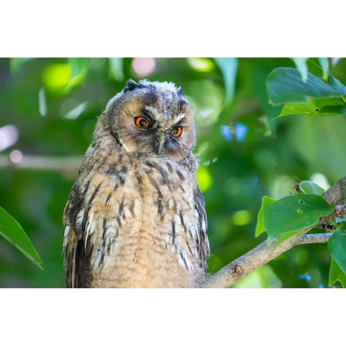 Телеобъектив Fujifilm XF500mmF5.6 R LM OIS WR Photo 16