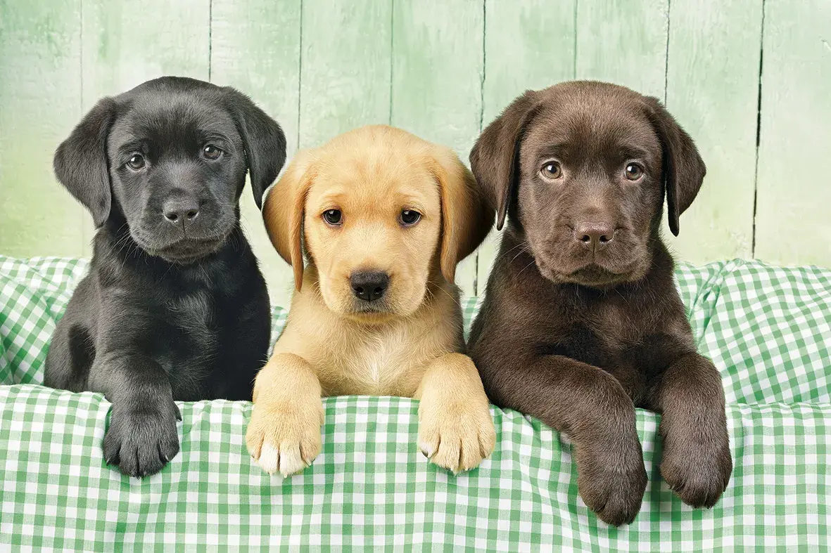 Puķu puzle Clementoni Three Labs 1000 gab Photo 2