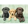 Puķu puzle Clementoni Three Labs 1000 gab Photo 2