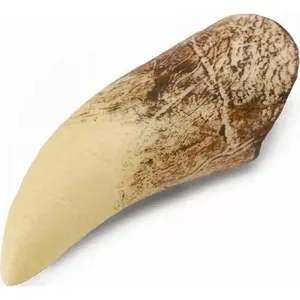 Collecta figure Tyrannosaurus tooth in box – CollectA 89281