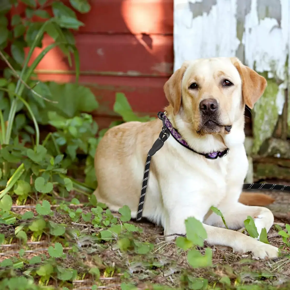 Dog training leash Springos PA0332 — 5 m, up to 50 kg Photo 5