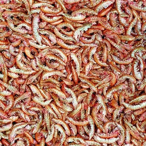 Корм для рыб Tropical GAMMARUS PUSZKA 1000ml - гаммарус в банке, 1000 мл
