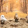 Esschert Design 37000209 Owl Decorative Statue Photo 4