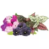 Click and Grow PPMVBX9 — 9 растительных капсул Photo 2